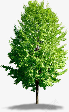 绿色夏日生长大树png免抠素材_新图网 https://ixintu.com 夏日 大树 生长 绿色