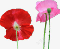两支花美丽的罂粟花高清图片