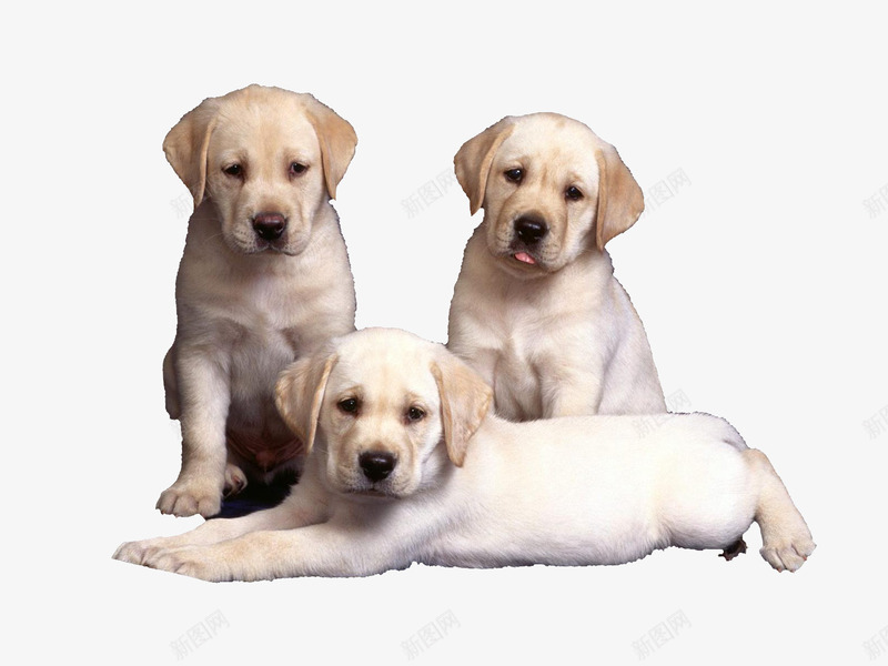 三只可爱的拉布拉多png免抠素材_新图网 https://ixintu.com 产品实物 坐着的狗狗 蠢萌 趴着的拉布拉多