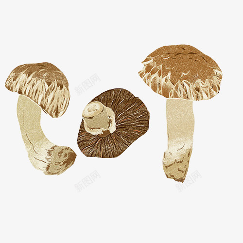 香菇手绘画片psd免抠素材_新图网 https://ixintu.com 手绘色彩 菌类 蔬菜 蘑菇 香菇