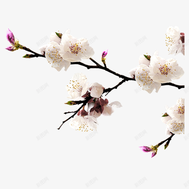 浅粉色清新桃花png免抠素材_新图网 https://ixintu.com 桃花 浅粉色 浪漫 清新 自然