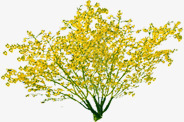 黄色唯美绿化大树素材