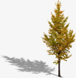 秋季黄色大树景观素材