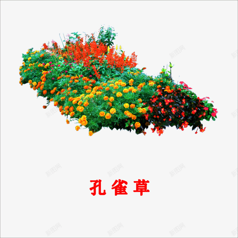 孔雀草png免抠素材_新图网 https://ixintu.com 小草 绿色植物