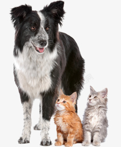 两只猫咪边牧狗狗和两只猫咪高清图片