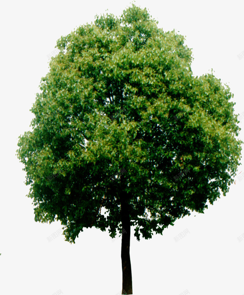 摄影风格创意绿色大树png免抠素材_新图网 https://ixintu.com 创意 大树 摄影 绿色 风格