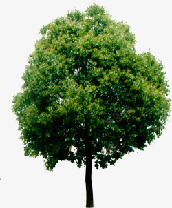 摄影风格创意绿色大树素材