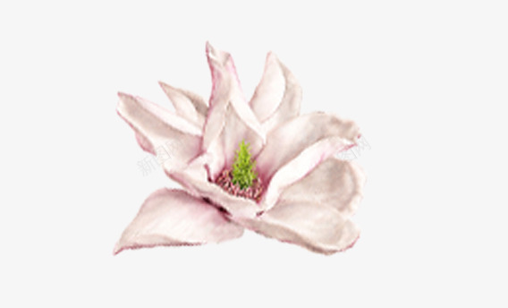 花卉花朵png免抠素材_新图网 https://ixintu.com 化妆美容 清香 漂亮 粉红 美丽 花 花卉 花朵 鲜艳