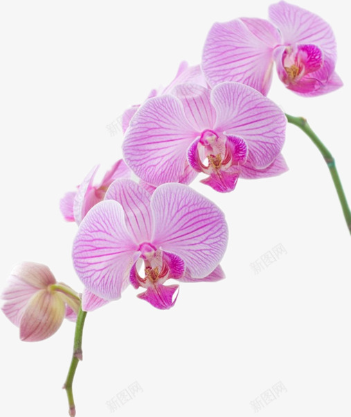 粉色的兰花png免抠素材_新图网 https://ixintu.com 一簇花 绿枝条 美丽 花朵