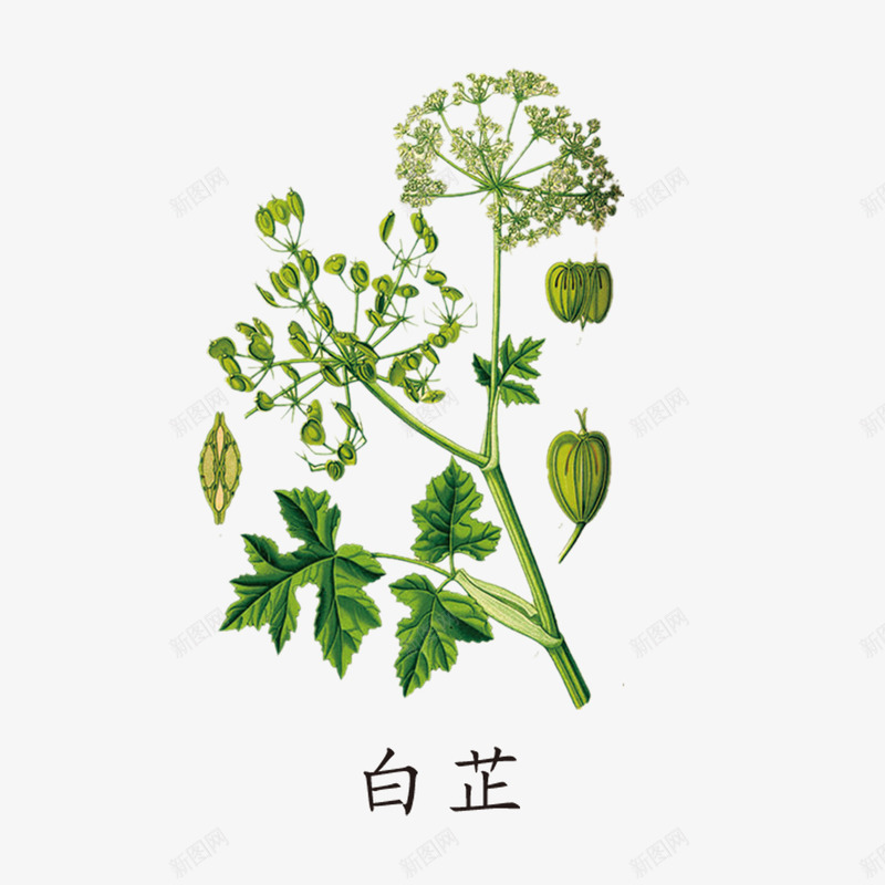 绿色白芷图标psd_新图网 https://ixintu.com 中国风草药 中国风草药logo 中国风草药植物 中药 白芷 草药 草药植物