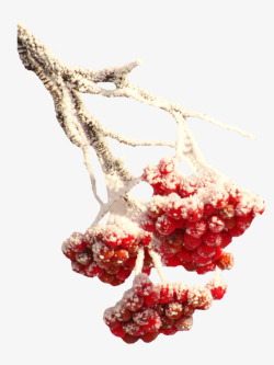 冬日树枝雪花包裹的红色果实高清图片