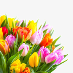 彩色的花美丽的郁金香花朵高清图片