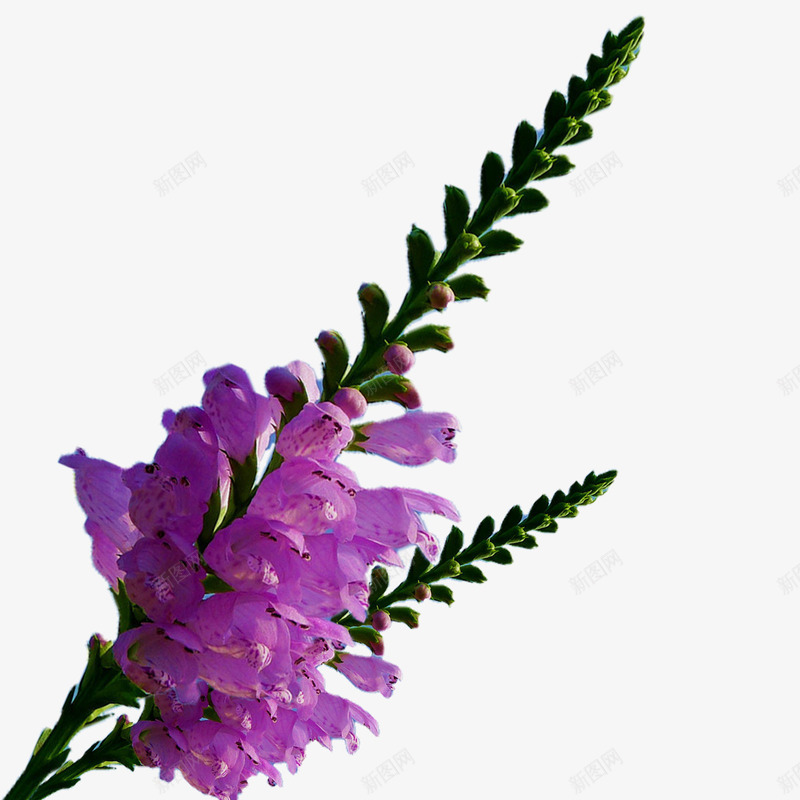 芝麻卡花节节高png免抠素材_新图网 https://ixintu.com 唯美 摄影 植物 盛开 紫色 美丽 自然 芝麻花 花卉 花朵 鲜花