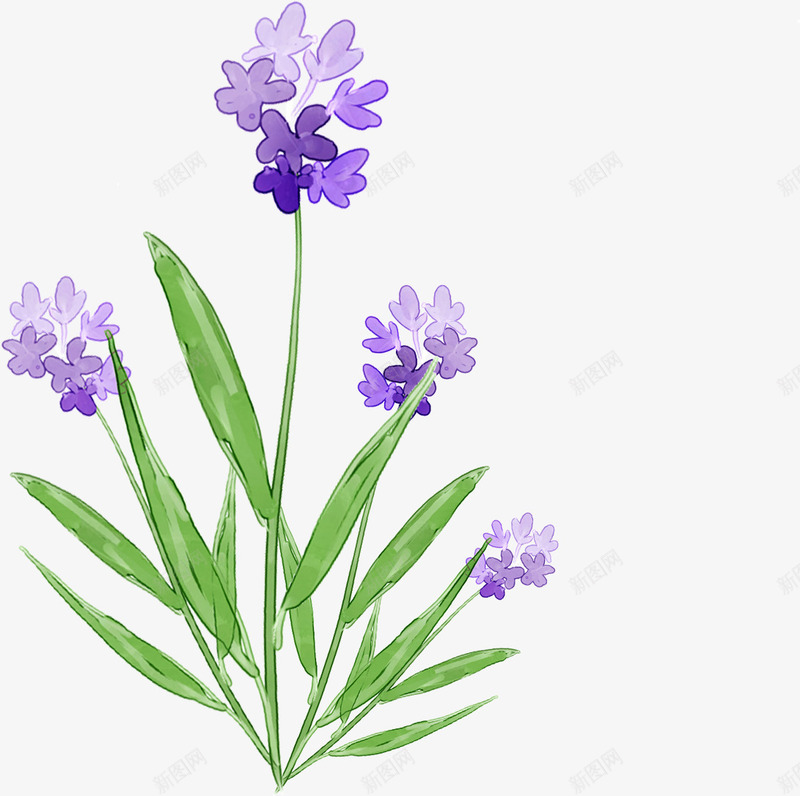 手绘紫色花朵小草png免抠素材_新图网 https://ixintu.com 紫色 花朵