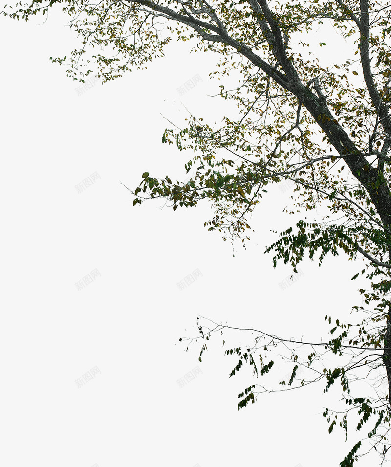 黑色秋季大树装饰png免抠素材_新图网 https://ixintu.com 大树 秋季 装饰 黑色