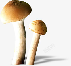 食物手绘蔬菜菌类蘑菇素材