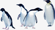 南极企鹅可爱行走动物png免抠素材_新图网 https://ixintu.com 企鹅 动物 南极 可爱 行走
