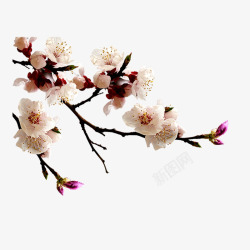 植物开花白色梅花植物新年元素高清图片