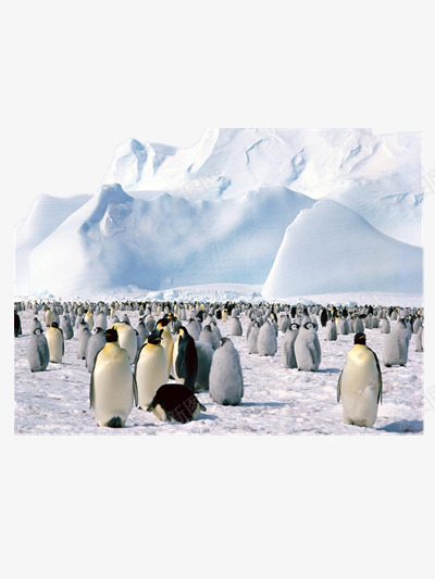 南极企鹅png免抠素材_新图网 https://ixintu.com 企鹅 冰川 南极