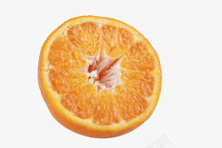卡通手绘柑橘水果素材