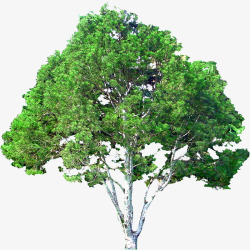 透明绿色大树素材