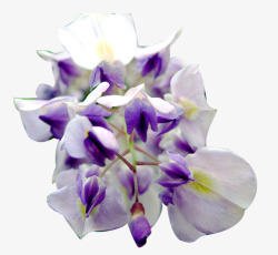 紫色美丽开放花朵素材