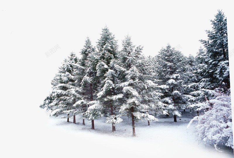 摄影创意合成冬天的森林png免抠素材_新图网 https://ixintu.com 冬天 创意 合成 摄影 森林
