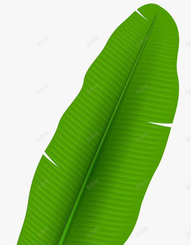 绿色纹理芭蕉叶元素png免抠素材_新图网 https://ixintu.com 圆角 弯曲 环境 生长 纹理 绿色 自然 芭蕉叶