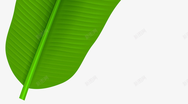 绿色纹理芭蕉叶元素png免抠素材_新图网 https://ixintu.com 圆角 弯曲 环境 生长 纹理 绿色 自然 芭蕉叶