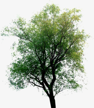 创意绿色草本大树环境渲染png免抠素材_新图网 https://ixintu.com 创意 大树 渲染 环境 绿色 草本