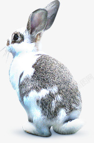 冬季灰色可爱小兔子素材