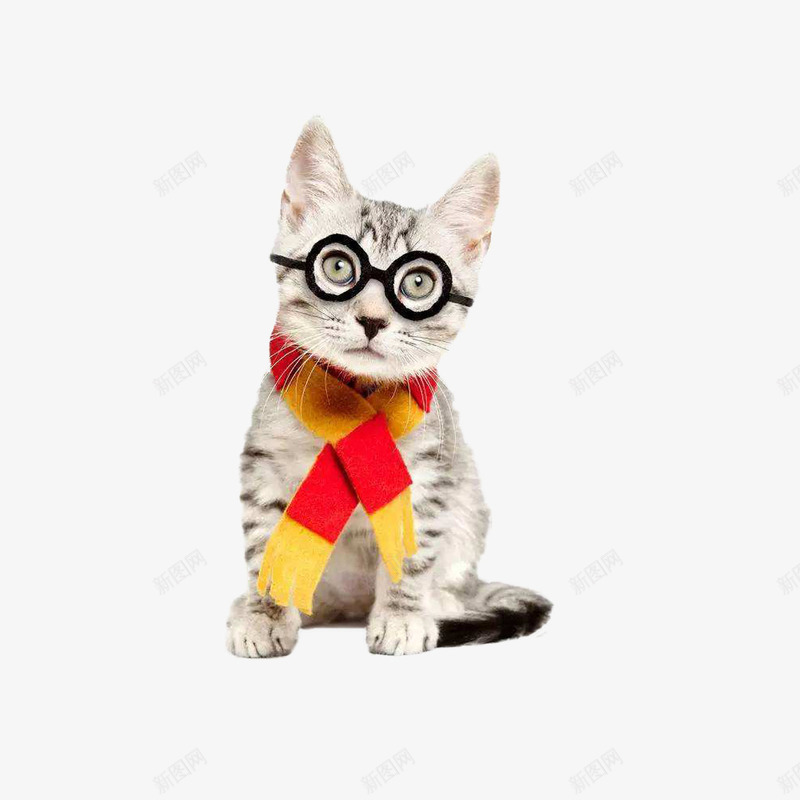 带眼睛的呆萌猫png免抠素材_新图网 https://ixintu.com 严肃的脸 小奶猫 戴眼镜的猫 瘦小 白色 红黄围巾 黑框眼镜