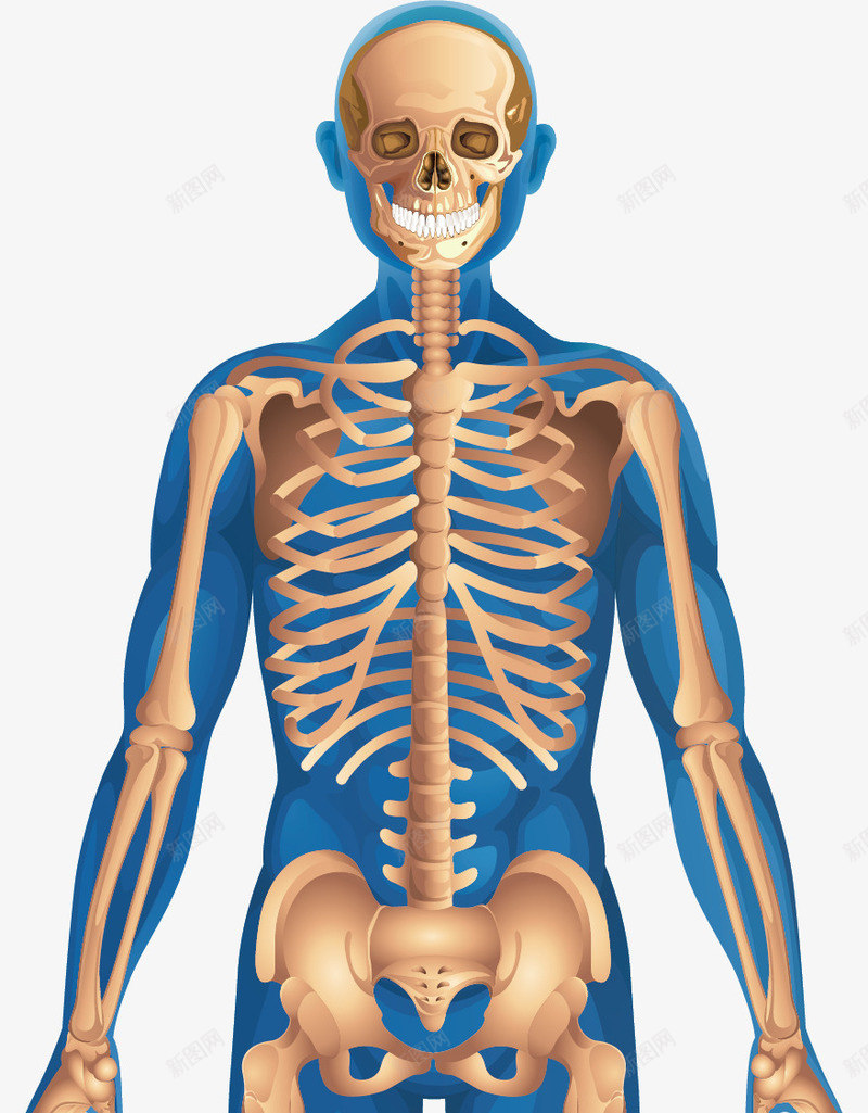 人体骨骼图png免抠素材_新图网 https://ixintu.com 人体器官 人体肌肉骨骼 人体骨骼图 医疗健康 医疗内脏 医疗卡通 医疗器械 医疗科技 医疗科研 身体构造 骨头人