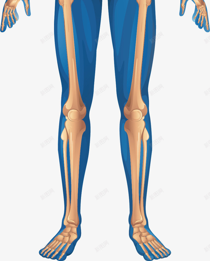 人体骨骼图png免抠素材_新图网 https://ixintu.com 人体器官 人体肌肉骨骼 人体骨骼图 医疗健康 医疗内脏 医疗卡通 医疗器械 医疗科技 医疗科研 身体构造 骨头人