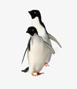 矢量极地动物可爱企鹅高清图片