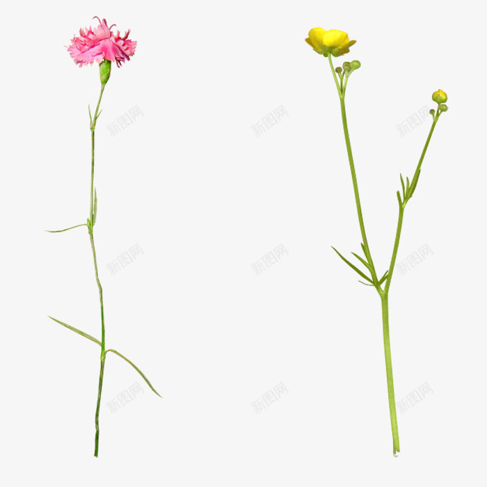两只花束png免抠素材_新图网 https://ixintu.com 康乃馨 植物 清新 粉色 自然 花朵 装饰 黄色