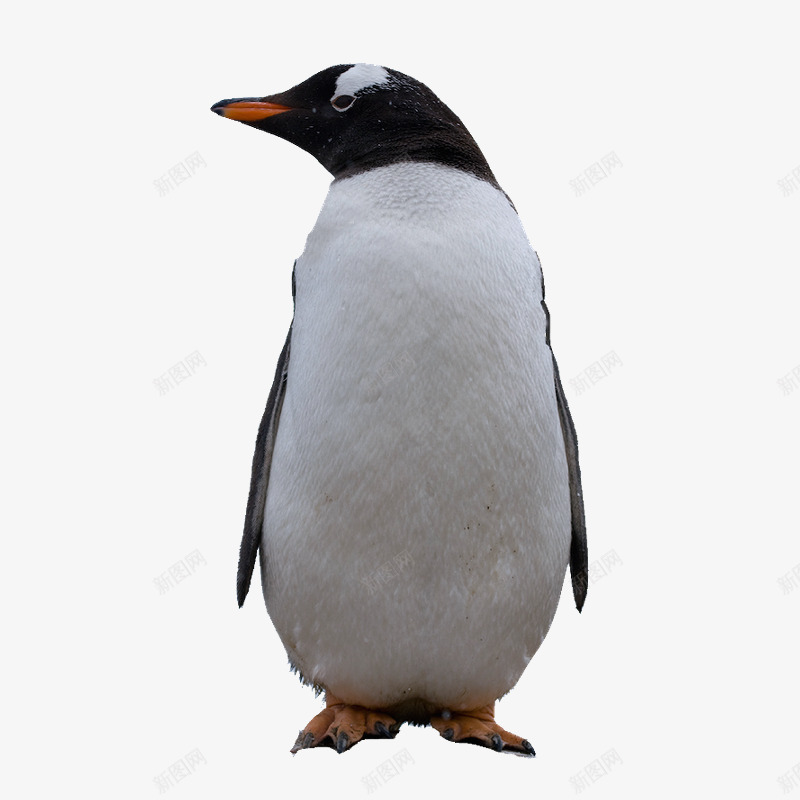 黑白企鹅png免抠素材_新图网 https://ixintu.com 企鹅素材 可爱企鹅 呆萌企鹅