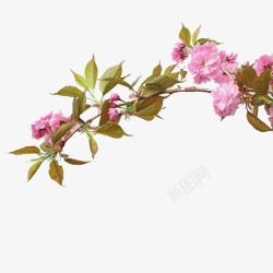 绽放的花朵素材