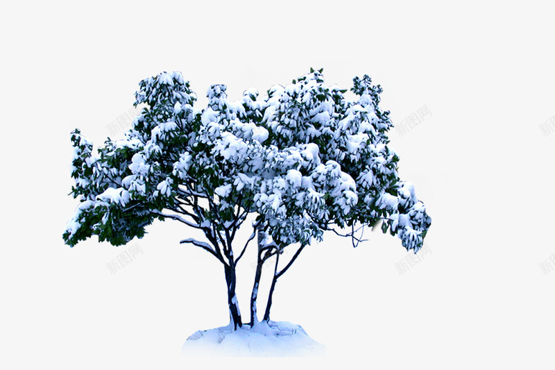 雪中的树木png免抠素材_新图网 https://ixintu.com 冬季 树木 灌木 雪中