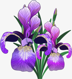 写实的紫色卡通鸢尾花素材