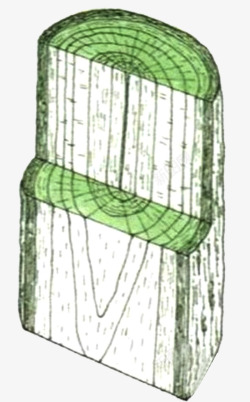 横切面展示树的年轮高清图片