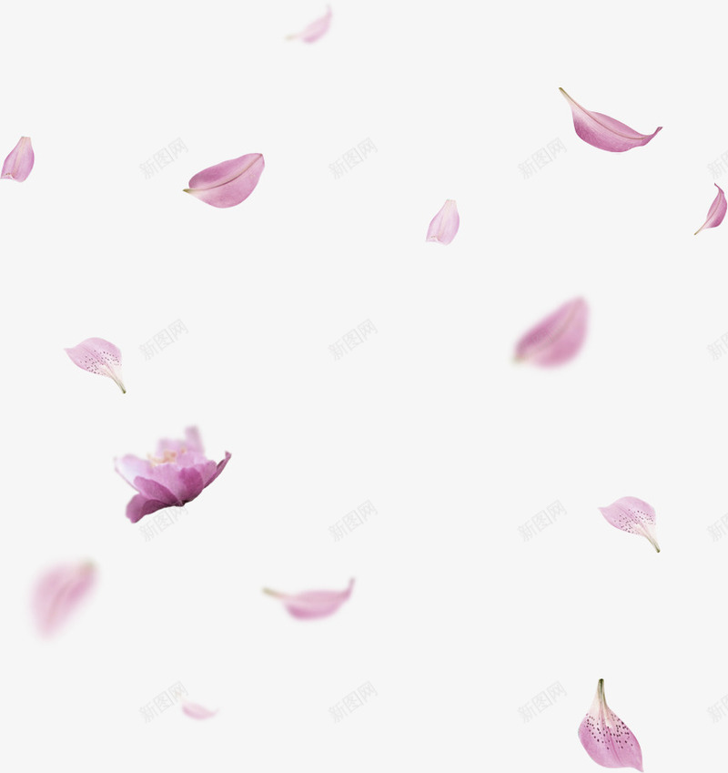 淡紫色清新花朵花瓣漂浮png免抠素材_新图网 https://ixintu.com 免抠PNG 淡紫色 清新 漂浮 漂浮素材 花朵 花瓣