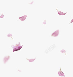 淡紫色花朵淡紫色清新花朵花瓣漂浮高清图片