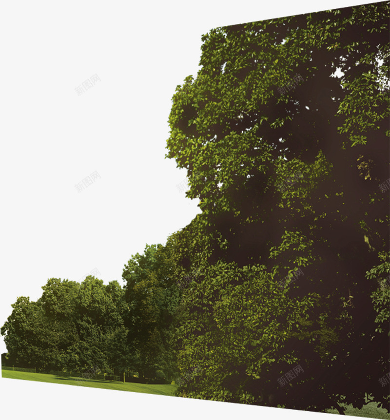 创意摄影风格绿色森林大树png免抠素材_新图网 https://ixintu.com 创意 大树 摄影 森林 绿色 风格