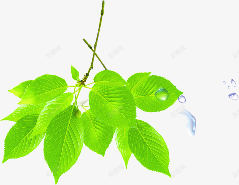 绿色清新环保植物树叶png免抠素材_新图网 https://ixintu.com 树叶 植物 清新 环保 绿色