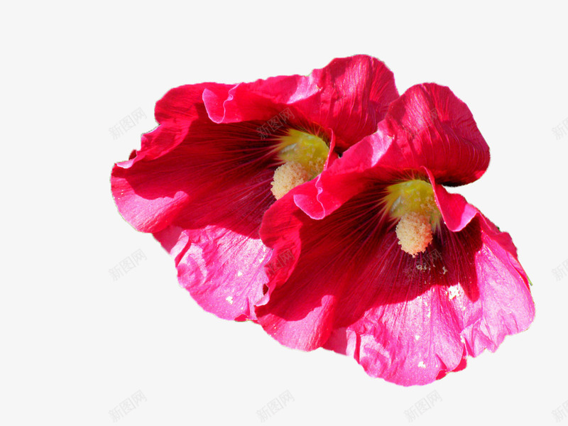 红色芝麻花png免抠素材_新图网 https://ixintu.com 摄影 植物 盛开 红色 自然 芝麻花 花 花卉 花朵 花苞