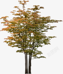 秋日成熟大树美景素材