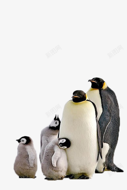 企鹅一家png免抠素材_新图网 https://ixintu.com 企鹅 动物 可爱 幸福 温馨 爱意 自然