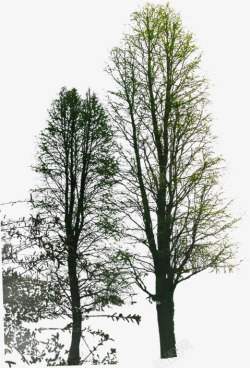 创意合成摄影渲染大树树木素材