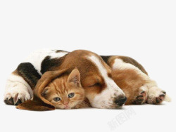 猫和狗狗素材